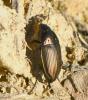 Amara eurynota
